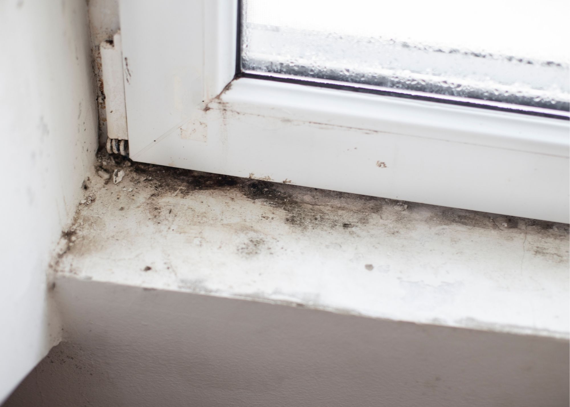 mold removal evansville