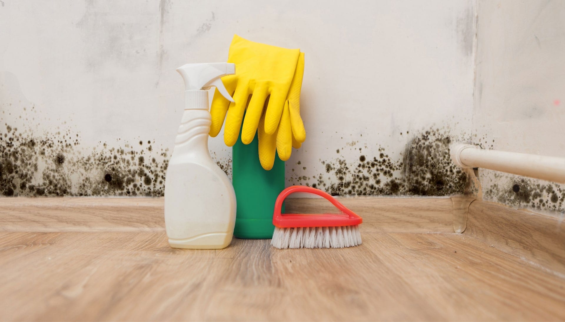 Know About Mold Removal In Evansville
